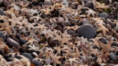 Arcachon : échouage impressionnant d’étoiles de mer au pied de la Dune du Pilat