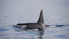 Orque égarée dans la Seine : la préfecture va utiliser un drone pour guider l’animal vers la mer