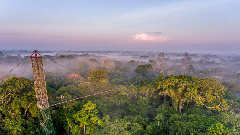 Une passerelle en acier à 45 mètres de hauteur s'étend à travers la cime des arbres près de Sacha Lodge dans la forêt tropicale de l'Équateur (Avec l'aimable autorisation de Sacha Lodge)