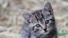 Seine-Maritime : un chaton tombé dans une bouche d’égout sauvé par des pompiers juste avant l’orage