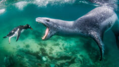 PHOTOS SAUVAGES : les lauréats des World Nature Photography Awards 2021 sont dévoilés – et les photos sont à couper le souffle