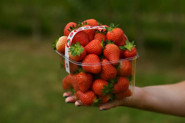 La ferme Lower Ladysden autorise l'auto-cueillette de fruits depuis l'introduction des restrictions pendant la pandémie du nouveau coronavirus Covid-19.  (Photo de BEN STANSALL/AFP via Getty Images)