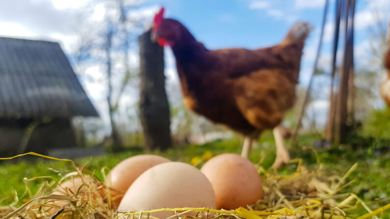 Des études de population suggèrent qu'une faible consommation de protéines animales et une forte consommation de fruits et de légumes peuvent être protectrices, mais pas seulement pour réduire les protéines animales. Les œufs et la volaille semblent être les pires, ainsi que les céréales raffinées, mais aucune association n'a été trouvée pour la viande rouge ou les produits laitiers. (ShutterStock)