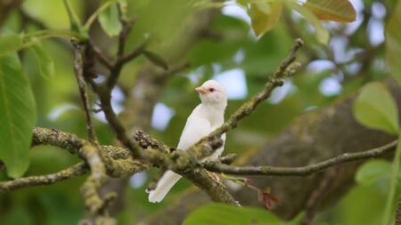 «C’est un peu comme gagner au loto»: un moineau friquet albinos photographié dans les Deux-Sèvres