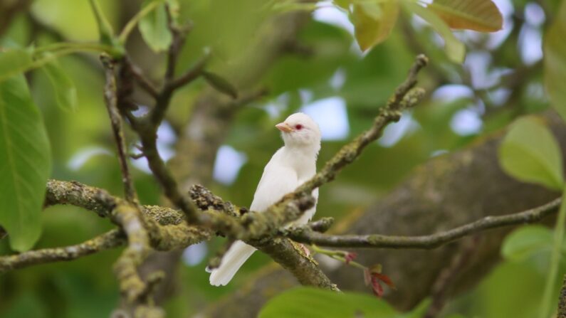 Un jeune moineau friquet albinos repéré par le Groupe ornithologique des Deux-Sèvres. (photo www.facebook.com/GroupeOrnithologiqueDesDeuxSevres)