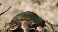 «La puissance de sa mâchoire est redoutable»: attention aux morsures des tortues serpentines en Gironde