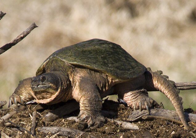 Une tortue serpentine (Mjbaker)