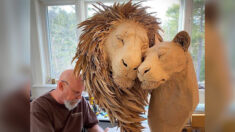 Des artistes sculptent de vieilles boîtes en carton pour réaliser des portraits de lions dans une étreinte amoureuse, ils sont grandeur nature et d’un réalisme saisissant