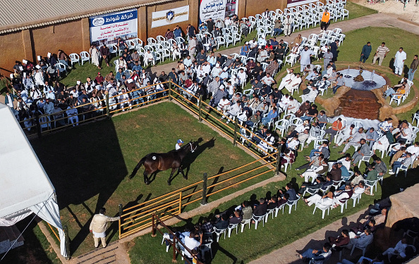 Une vente aux enchères de chevaux arabes tenue dans la ville de Misrata, à quelque 200 kilomètres à l'est de la capitale libyenne, le 13 mai 2022. Photo de Mahmud TURKIA / AFP via Getty Images.