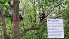 Paris : il s’installe dans un arbre bicentenaire au pied de la Tour Eiffel pour demander l’annulation du projet du réaménagement