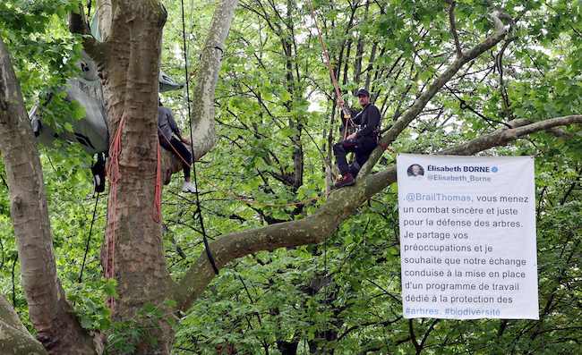 Assis sur une branche d'un arbre centenaire dans les jardins bordant la Tour Eiffel , Thomas Brail proteste contre le projet de rénovation des abords de la Tour Eiffel. Paris le 31 mai 2022. (Photo : THOMAS COEX/AFP via Getty Images)