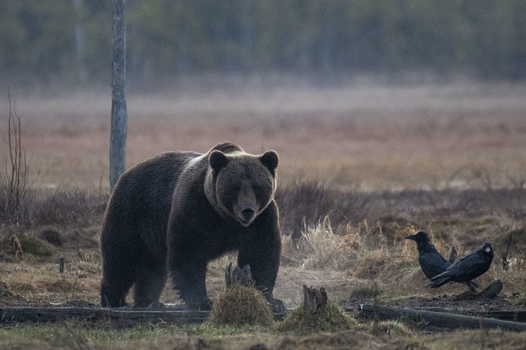 (Photo  OLIVIER MORIN/AFP via Getty Images)