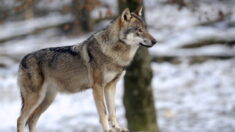 Le loup de retour en France avec 921 individus recensés en 2022