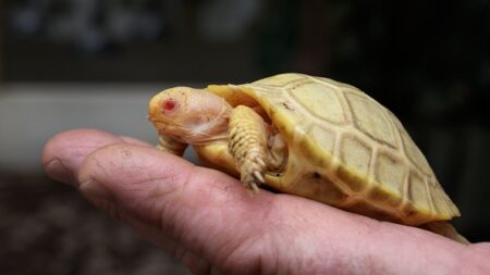 Une tortue géante des Galápagos albinos naît dans un zoo suisse