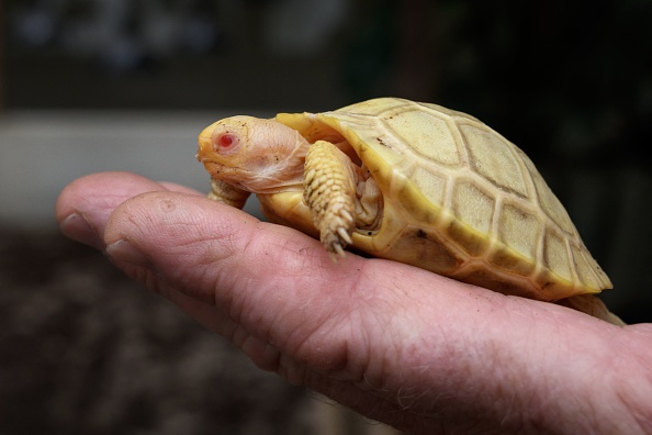 Tortue géante albinos des Galapagos née en Suisse. (Photo FABRICE COFFRINI/AFP via Getty Images)