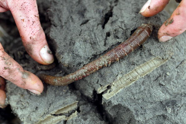 - Pour pallier la pénurie croissante de dons de sang, des biologistes basés à Roscoff (Finistère) espèrent pouvoir bientôt exploiter l'hémoglobine d'un ver marin ayant les mêmes propriétés fonctionnelles que l'hémoglobine humaine. Photo FRED TANNEAU/AFP via Getty Images.