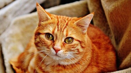 Tel chat, tel maître! Les chats ressemblent-ils vraiment à leur propriétaire?