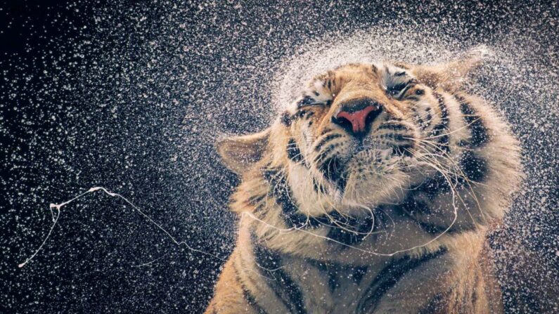 (Avec l'aimable autorisation de Tim Flach)