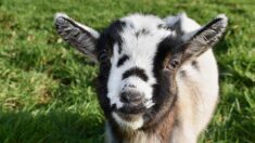 Chevreau torturé à mort, cambriolage: qui en veut à la ferme pédagogique de Perrine?