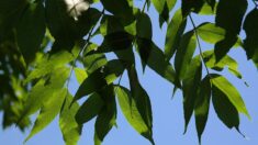 Le frêne de Vence, âgé de 483 ans, remporte le prix coup de cœur du concours national de l’arbre de l’année