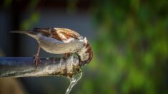 Est-il possible d’aider les oiseaux du jardin à survivre en période de canicule ?