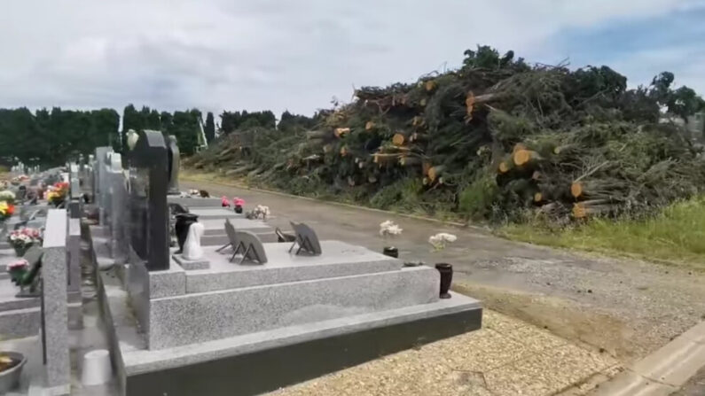 Toute la rangée de cyprès située près du mur nord du cimetière Le Py à Cète, près de la voie ferrée, a été abattue. (Capture d'écran/vidéo collectif Bancs publics)