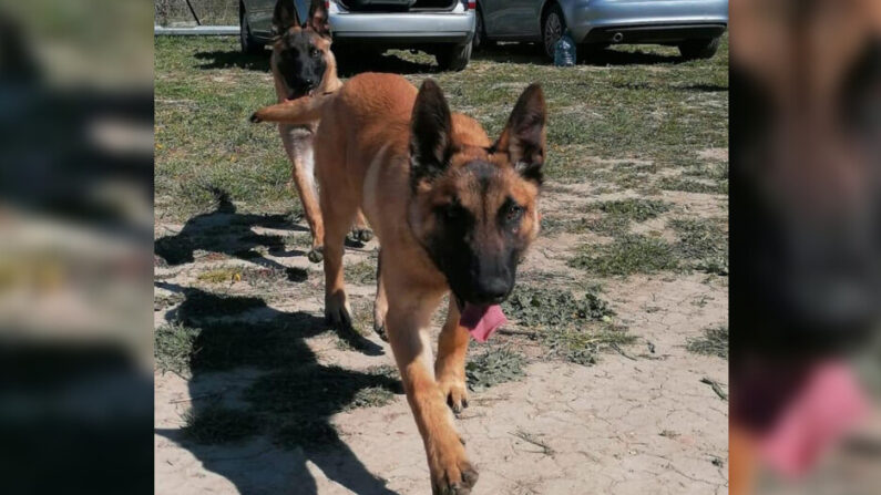 Le chien Sky, disparu depuis mardi 19 juillet 2022. (Sapeurs-pompiers du Gard)