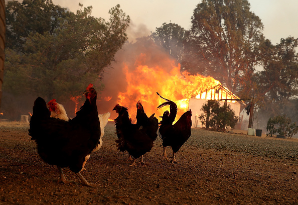  (Photo Justin Sullivan/Getty Images)