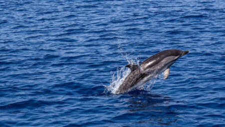 Un groupe de dauphins fait un spectacle devant une plage de Saint-Malo: «C’était fabuleux, quel ballet!»