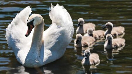 Un bébé cygne tué à coup de cailloux à Strasbourg, l’auteur interpellé