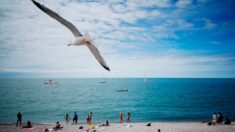 Sur la plage de Dieppe cet été, un espace «sans tabac»: une première en Seine-Maritime