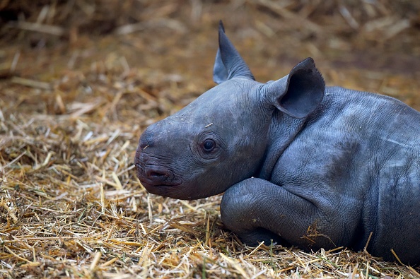 Jeune rhinocéros au zoo du Bassin d'Arcachon à La Teste-de-Buch en Gironde. (Photo : NICOLAS TUCAT/AFP via Getty Images)