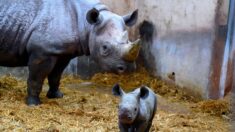 Incendies en Gironde : le zoo du Bassin d’Arcachon évacue tous ses animaux