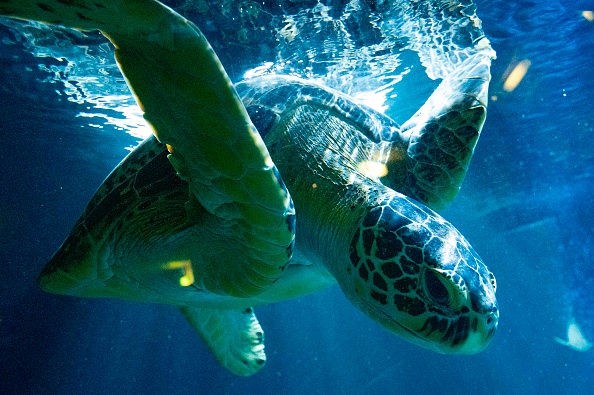 -Illustration- Une tortue verte de 45 ans, mesurant 1,5 mètre de long et pesant 100 kilogrammes. Photo de JOE KLAMAR/AFP via Getty Images.