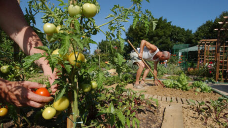 Pyrénées-Orientales: ils produisent des légumes pour «nourrir gratuitement les enfants malades ou atteints de cancer»