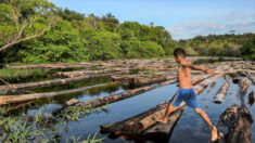 Une vérité qui dérange sur la forêt amazonienne