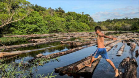 Une vérité qui dérange sur la forêt amazonienne