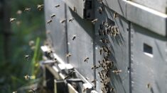 Incendie de Landiras: 14 ans de travail «foutu en l’air», ses 2.700.000 abeilles ont péri dans les flammes