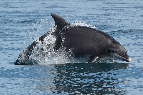 Dans la tradition féroïenne, les chasseurs entourent les dauphins d'un large demi-cercle de bateaux de pêche et les conduisent dans une baie peu profonde où ils échouent. Les pêcheurs sur le rivage tuent les cétacés à l'aide de couteaux.  (Photo : RAYMOND ROIG/AFP via Getty Images)