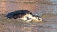 Manche: des pêcheurs trouvent une tortue tropicale sur la plage d’Hauteville-sur-Mer