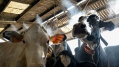 Des ventilateurs géants pour rafraîchir les vaches en pleine canicule