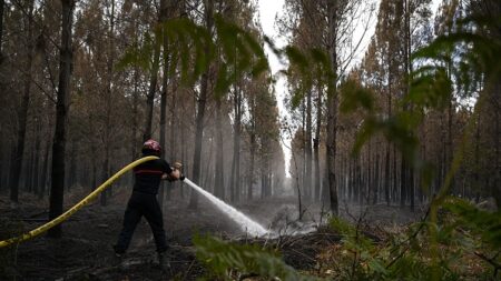 Incendies: le gérant d’un parc animalier à Landiras a choisi de rester avec ses animaux et de ne pas les évacuer