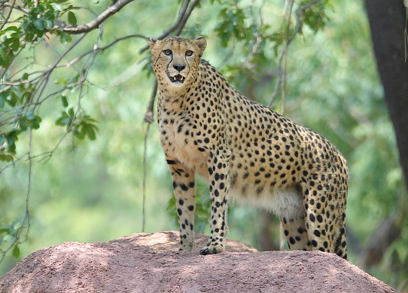 -Illustration- L’Inde veut faire venir des guépards africains dans un parc national de l'Etat de Madhya Pradesh. Photo NOAH SEELAM/AFP/Getty Images.