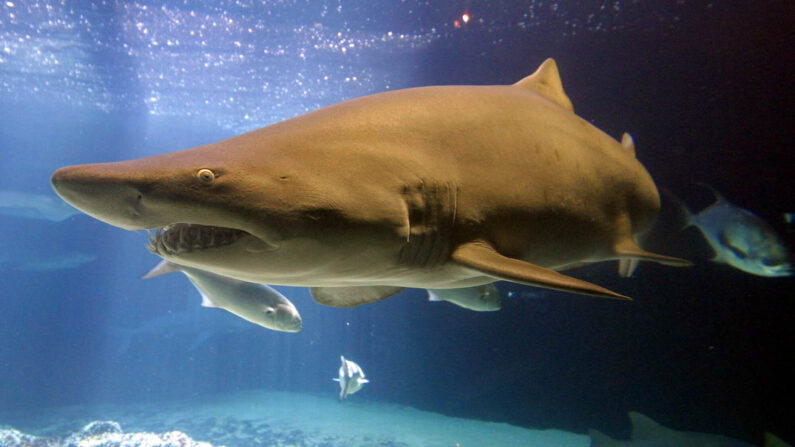 -Illustration- Un requin nage dans un réservoir à l'Aquarium de New York le 7 août 2001 à Coney Island, New York. Photo de Mario Tama/Getty Images.