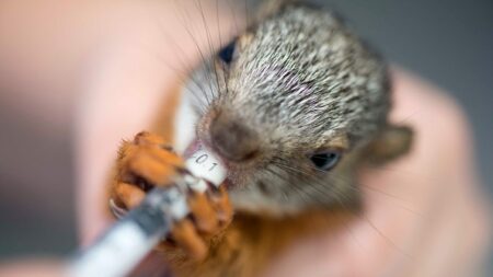 «Ce sont de belles histoires, il n’y en aura pas beaucoup»: un bébé écureuil sauvé en Gironde, il devient la mascotte d’Hostens