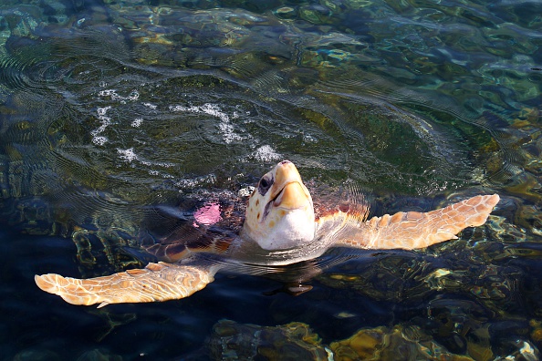 Une tortue caouanne.  (JEAN CHRISTOPHE MAGNENET/AFP via Getty Images)