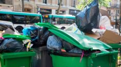 Paris: «connotés négativement», une élue animaliste renomme les rats «surmulots» et souligne leur «rôle important»