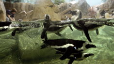 Japon : les manchots et les loutres d’un aquarium refusent leur repas à bon marché