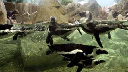 Japon : les manchots et les loutres d’un aquarium refusent leur repas à bon marché