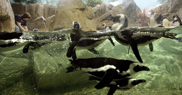 (Photo by Mario Tama/Getty Images)